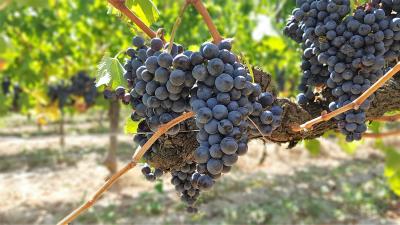 Grappe de raisins, Chateau Farizeau, vin biologique, entre-deux-mers