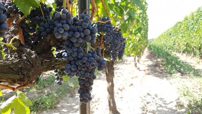vigne avant récolte dans l'entre-deux-mers au Château Farizeau
