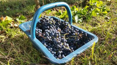 Pagnier de récolte de raisin à la main Château Farizeau, vin biologique