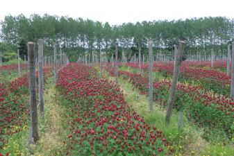engrais vert trèfle incarnat bio, vignes, vin, agriculture biologique