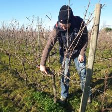 Guillaume Moreau - la taille des vignes en sélectionnant les bois.