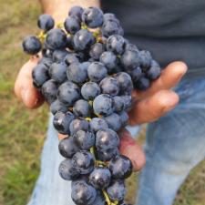 Grappe de raisin, vin bio, Entre-deux-Mers, Aquitaine, Gironde