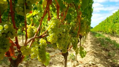 vignes - vin bio - entre-deux-mers